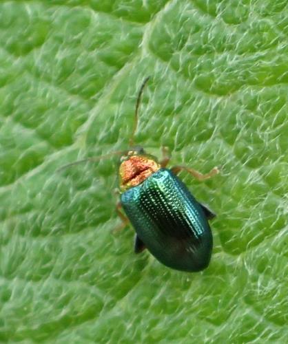 Réf. 222 331 : Crepidodera aurata